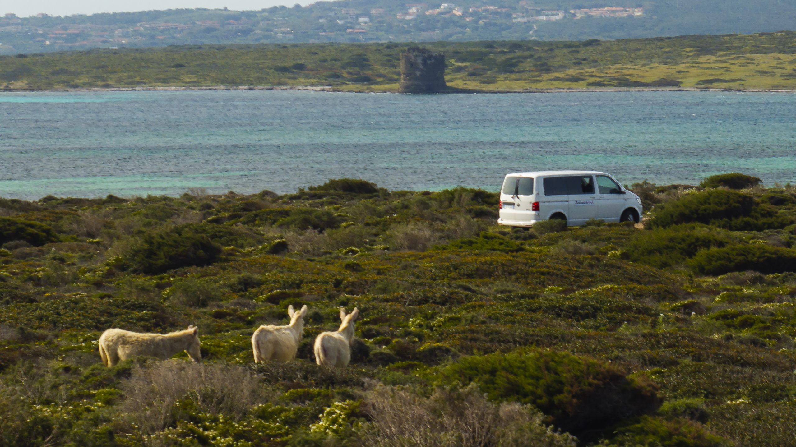 Asinara 4×4